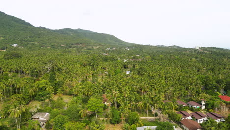 Village-and-endless-palm-tree-forest-in-Thailand,-aerial-ascend-view