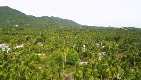 Rural-villages-covered-in-dense-palm-tree-forest-in-Thailand,-aerial-view