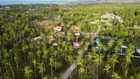 Untouched-Wilderness-In-Koh-Samui;-Palm-Trees-Everywhere