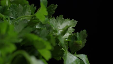 Shifting-focus-of-fresh-flat-leaf-parsley-sprigs