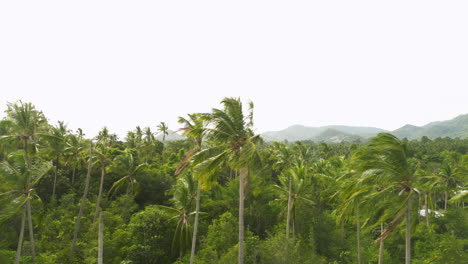 Drone-Vuela-Cerca-De-Una-Palmera-En-Una-Isla-Paradisíaca-Tropical-En-Koh-Samui,-Tailandia,-Destino-De-Viaje