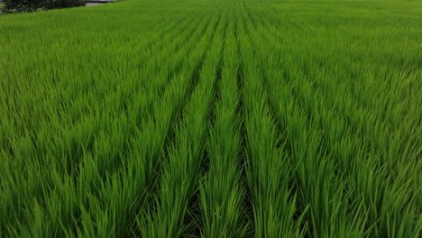 Luftaufnahme,-Die-Sich-über-Einer-Reisplantage-Neigt-Und-Japanische-Landhäuser-Enthüllt