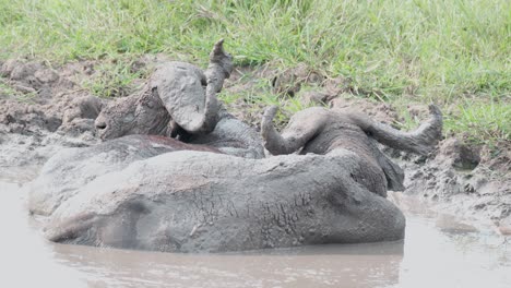 African-Buffalo-Takes-A-Mud-Bath-In-Lake-Mburo-National-Park,-Uganda,-Africa