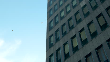 Two-birds-in-flight-near-a-modern-building's-facade-with-a-pattern-of-windows-against-a-clear-blue-sky