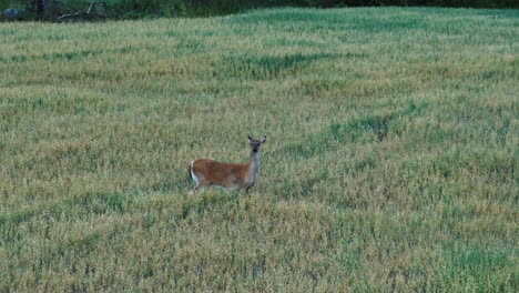 Aerial-telephoto-shot-toward-a-white-tailed-deer-standing-on-evening-wheat-field