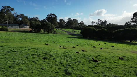 Aerial-approaching-shot-of-grazing-cute-group-kangaroos-lying-in-grass-during-sunny-day