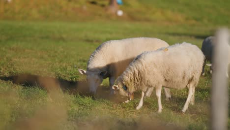 White-wooly-sheep-graze-on-the-green-pasture