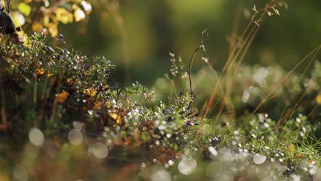 A-soft-carpet-of-tiny-plants-in-the-forest-undergrowth