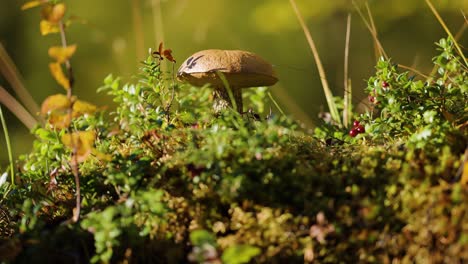 A-small-brown-mushroom-and-cranberries-in-the-colorful-autumn-undergrowth