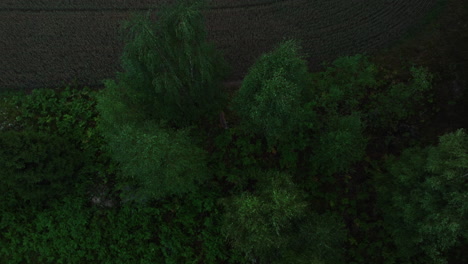 Luftaufnahme-Um-Einen-Weißwedelhirsch,-Der-Inmitten-Von-Bäumen-Läuft,-Düsterer-Abend