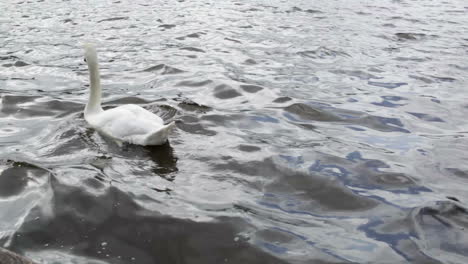 White-swan
