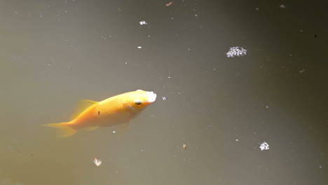 Golden-fish
