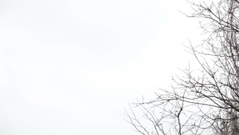 Tree-branches-on-the-background-of-white-sky