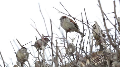 Flock-of-sparrows-sitting-on-bush
