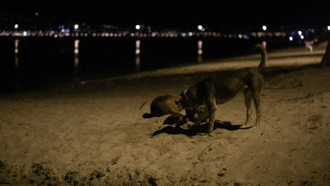 Drei-Streunende-Hunde-Am-Strand-Bei-Nacht