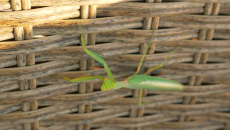 Praying-mantis-on-wicker-hedge