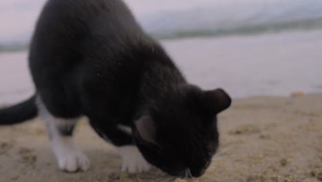 Streunende-Katze-Ist-Hungrig-Und-Frisst-Pommes,-Die-Sie-Am-Strand-Gefunden-Hat