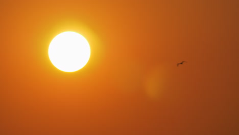 Golden-evening-sun-and-flying-sea-gull