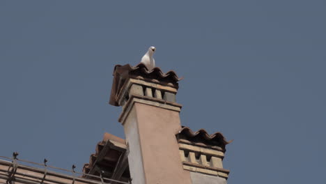 A-slow-motion-of-a-seagull-sitting-on-an-old-Venice-chimney