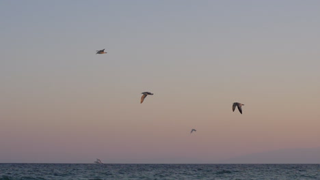 Evening-scene-of-seagulls-flying-over-the-sea