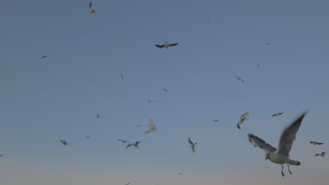 Flying-seagulls-against-evening-sky