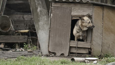 Dog-peeking-out-of-the-doghouse