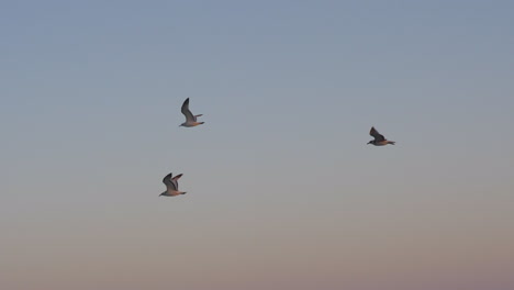 Flying-seagulls-against-sky-in-the-evening