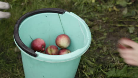Gathering-fresh-apples