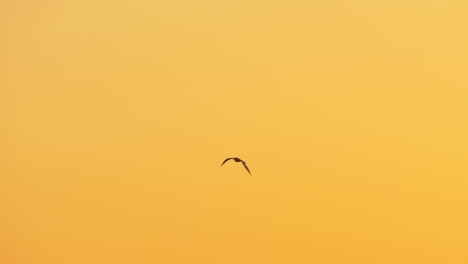 Seagull-flying-against-the-sky-at-sunset