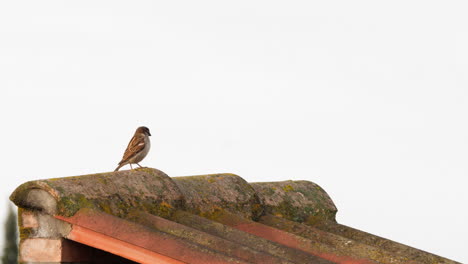Sparrow-on-the-worn-grungy-roof
