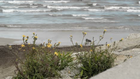 Meeresufer-Mit-Gelben-Blumen,-Die-Zwischen-Den-Steinen-Wachsen