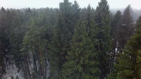 A-vertical-inspection-of-pines-and-spruces-in-a-snowfall