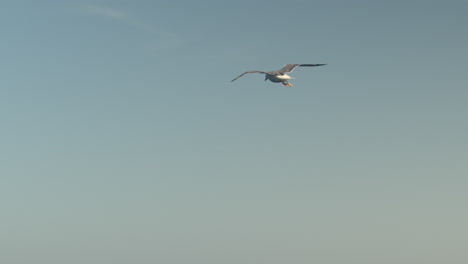 Flight-of-a-seagull