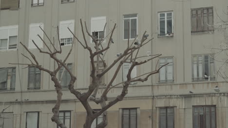 Tauben-Auf-Kahlen-Bäumen-In-Der-Nähe-Des-Hauses