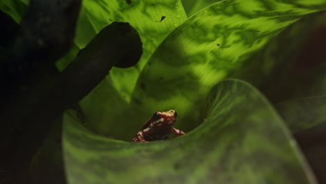 Red-and-white-Anthony-poison-arrow-frog