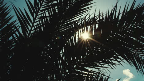 Sun-playing-in-palm-leaves