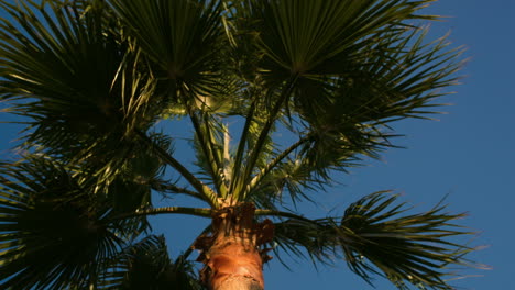 Palm-tree-on-a-windy-day