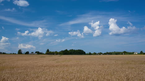 Timelapse-of-scene-with-wheat-field-and-clouds-in-sky