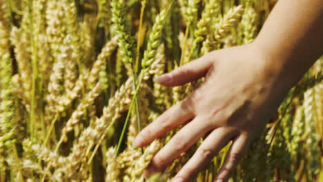 Female-hand-touching-ripe-wheat