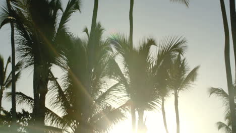 Bright-evening-sun-shining-among-the-palms