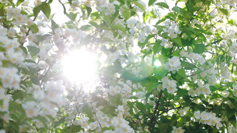 Sonne-Scheint-Durch-Den-Blühenden-Apfelbaum