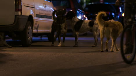 Three-stray-dogs-in-the-street-at-night
