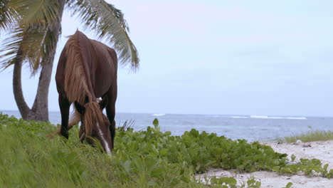 Tied-horse-eating-grass-on-the-shore