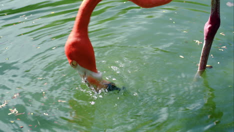 Amerikanischer-Flamingo-Steht-Im-Wasser-Und-Isst