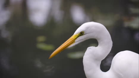 Beautiful-Great-Egret-by-the-water