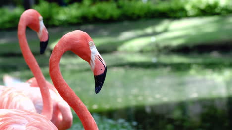 Graceful-American-flamingos-standing-still