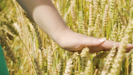 Woman-touching-ripe-wheat
