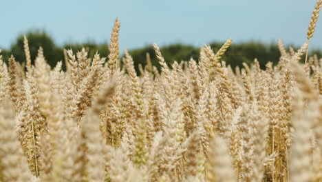 Ripe-wheat-on-a-bright-day