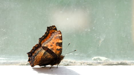 Braun-Gefleckter-Schmetterling,-Der-Auf-Der-Fensterbank-Läuft