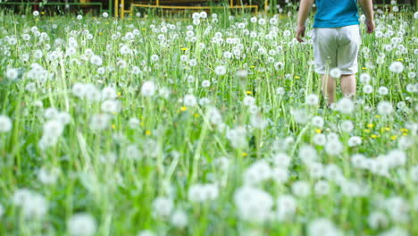 Child-walking-among-dandelions